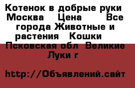 Котенок в добрые руки. Москва. › Цена ­ 5 - Все города Животные и растения » Кошки   . Псковская обл.,Великие Луки г.